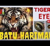 Bola Mata Harimau